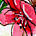 Blossoms