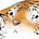 Cute animals