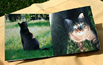 ./img/journal/img056_fuji2.png