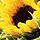 Zu Ostern am 14.04.2006 von Amethyst