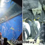 Pinguine & Co.