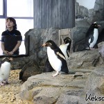 Noch mehr Pinguine