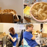 Im Cat Café x3