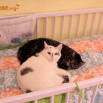 Kisa & Anya im Bettchen