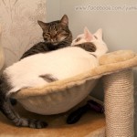 Kisa & Anya