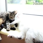 Kisa & Anya auf der Fensterbank <3