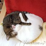 Kisa und Anya